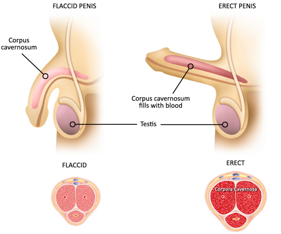 How an erection works?