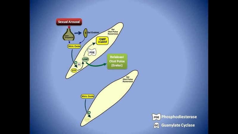 PDE-5 Inhibitors