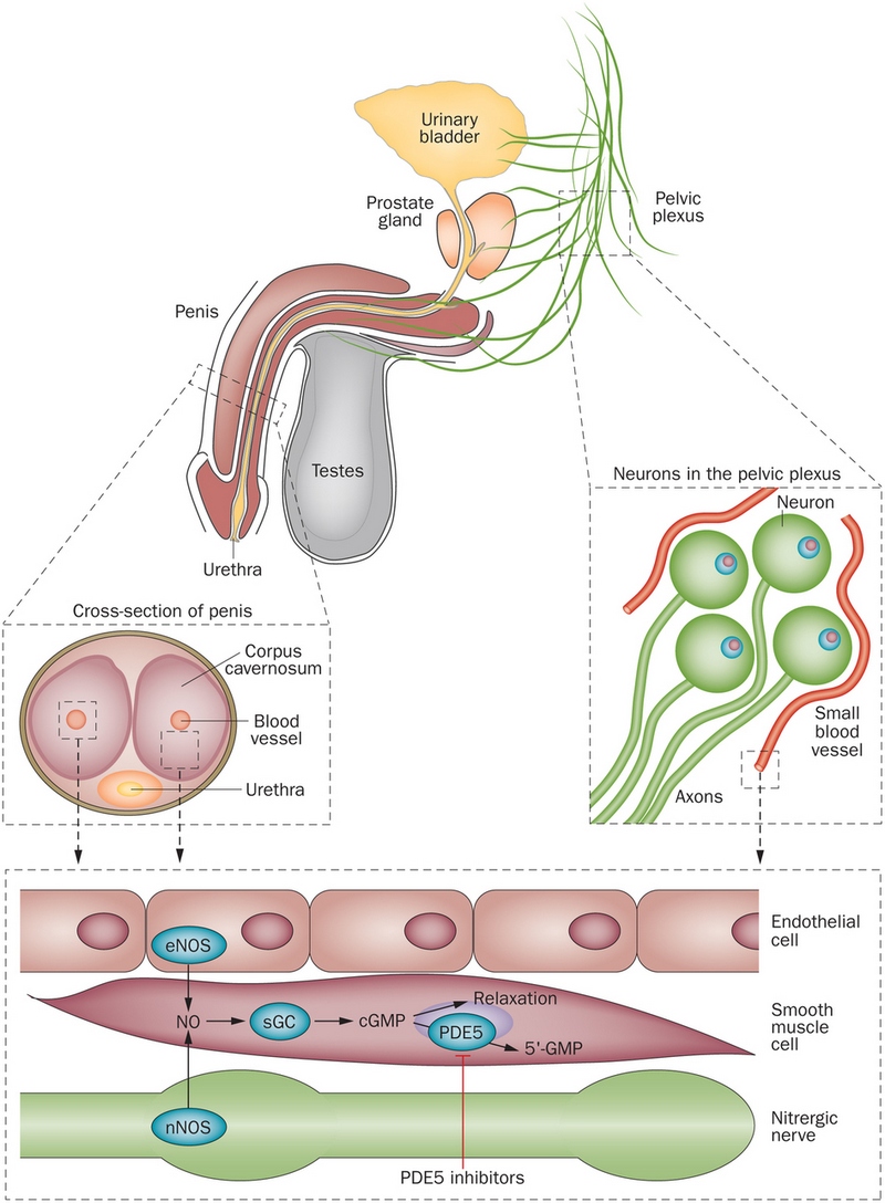 PDE5 inhibitors