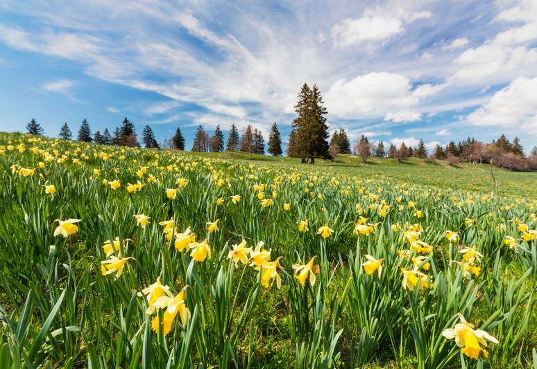 asthma at blossom period