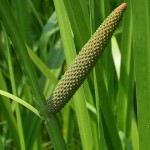 Acorus Calamus