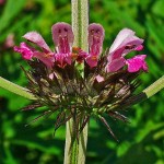 Motherwort