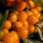 Sea Buckthorn