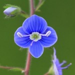Veronica chamaedrys